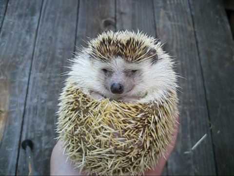 youtube placeholder image